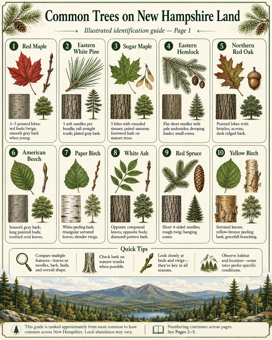 Illustrated identification guide, page 1, showing New Hampshire trees 1 through 10